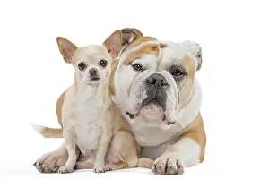 250517: Dog, Continental bulldog and Chihuahua