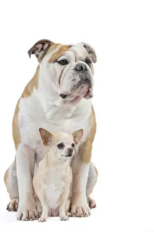 250517: Dog, Continental bulldog and Chihuahua
