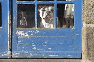 250517: Dog, Continental bulldog looking through window