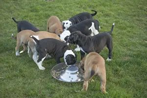 Dinner: Dog, Continental bulldog puppies eating / feeding