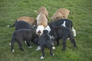 250517: Dog, Continental bulldog puppies eating / feeding
