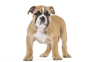 250517: Dog, Continental bulldog puppy