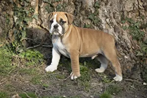 250517: Dog, Continental bulldog puppy