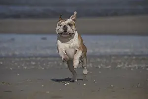 250517: Dog, Continental bulldog running on beach