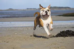 250517: Dog, Continental bulldog running on beach