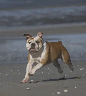 250517: Dog, Continental bulldog running on beach