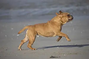 250517: Dog, Continental bulldog running on beach