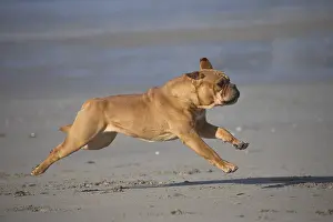 250517: Dog, Continental bulldog running on beach