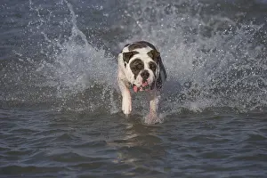 Patch: Dog, Continental bulldog running in water, sea