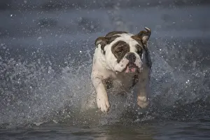 Patch: Dog, Continental bulldog running in water, sea