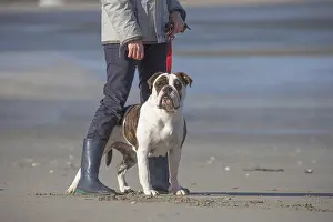 250517: Dog, Continental bulldog being walked with lead on beach