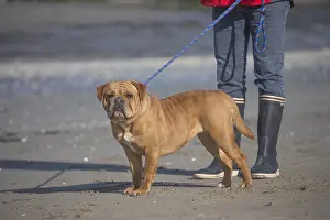 250517: Dog, Continental bulldog being walked with lead on beach