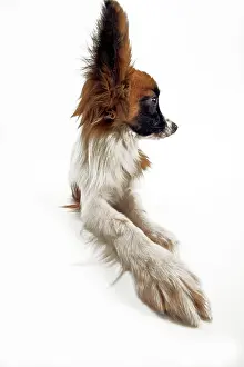Papillons: Dog - Continental Toy Spaniel: Papillon