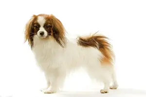 Phalene: Dog - Continental Toy Spaniel / Phalene