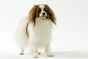 Phalene: Dog - Continental Toy Spaniel / Phalene