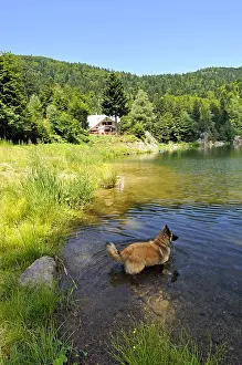 Regulation: Dog cooling off in a mountain lake in the Vosges France