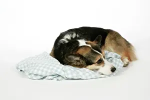 Comfort: DOG - Corgi on its comfort blanket