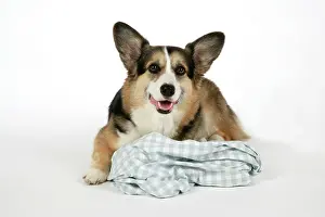 Comfort: DOG - Corgi on its comfort blanket