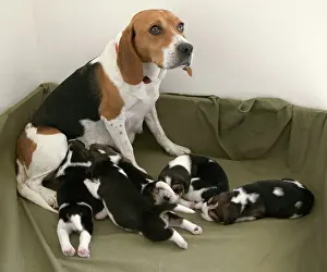 Cosmopolitan: Dog - Cosmopolitan Beagle - female feeding its babies
