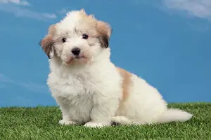 Tulears: Dog - Coton de Tulear