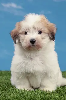 Tulears: Dog - Coton de Tulear
