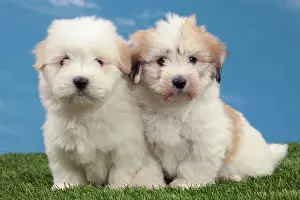 Tulears: Dog - Coton de Tulear