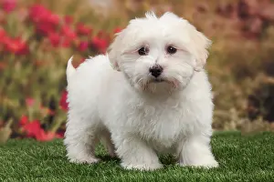 Tulears: Dog - Coton de Tulear