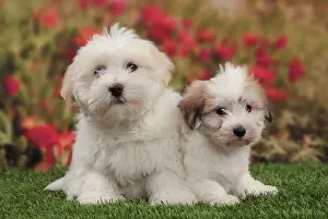 Tulears: Dog - Coton de Tulear
