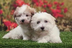 Tulears: Dog - Coton de Tulear