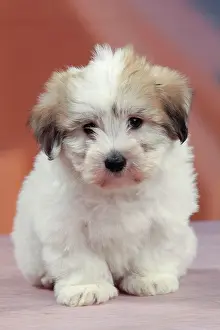 Tulears: Dog - Coton de Tulear