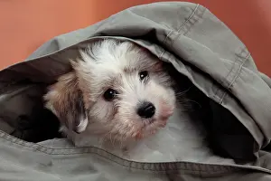 Tulears: Dog - Coton de Tulear