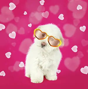 Tulears: DOG - Coton de Tulear