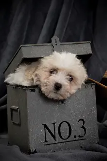 Peeping: Dog - Coton de Tulear