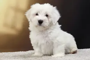 Tulears: Dog Coton de Tulear