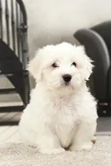 Tulears: Dog Coton de Tulear