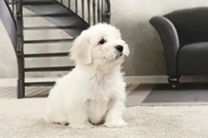 Tulears: Dog Coton de Tulear