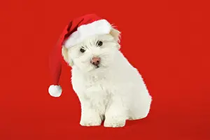 Expressons: DOG - Coton de Tulear 8 week old puppy
