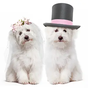 Tulear: Dog