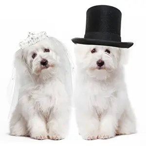 Tulear: Dog