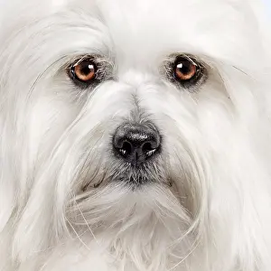 020519: Dog - Coton de Tulear close up