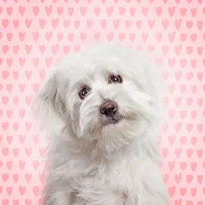 Thoughtful: Dog - Coton de Tulear with hearts