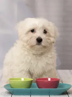 Tulears: Dog Coton de Tulear puppy