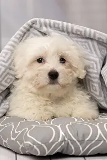 Tulears: Dog Coton de Tulear puppy