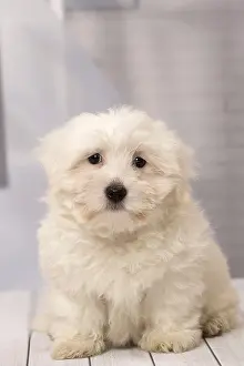 Tulears: Dog Coton de Tulear puppy