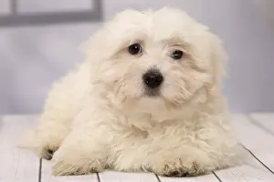 Tulears: Dog Coton de Tulear puppy