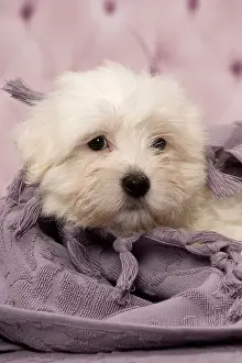 Tulears: Dog Coton de Tulear puppy