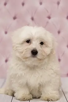 Tulears: Dog Coton de Tulear puppy