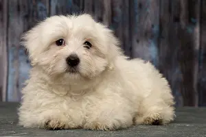 Tulears: Dog Coton de Tulear puppy