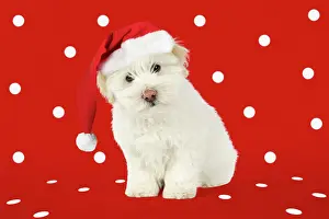 Expressons: DOG - Coton de Tulear puppy ( 8 wks old )