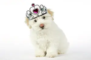 Tulear: DOG - Coton de Tulear puppy ( 8 wks old )